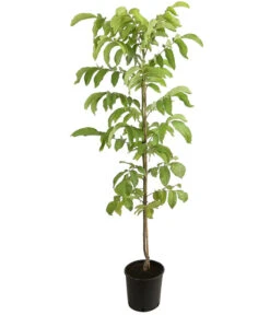 Veredelte Walnuss 'Mars' 5 Veredelte Walnuss 'Mars' -Gartenbedarf Verkäufe 2024 7622020 PR FS 001 JuglansWalnussMarsHADehnerExpressHerzig