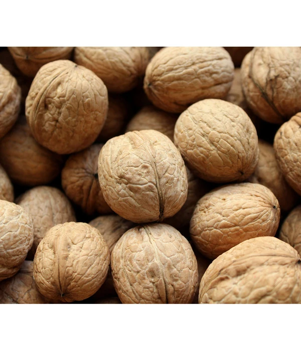 Veredelte Walnuss 'Mars' 3 Veredelte Walnuss 'Mars'