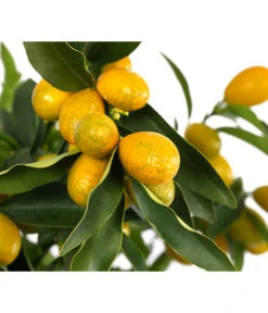 Kumquat 5 Kumquat -Gartenbedarf Verkäufe 2024 7622707 WE DE 003 CitrusKumquatDehnerExpressHerzig