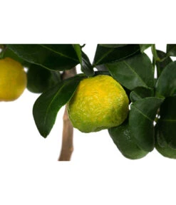 Römische Limette 'Pursha' -Gartenbedarf Verkäufe 2024 7622780 WE DE 003 CitrusLimettePursha