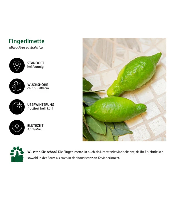 Dehner Gourmet Garten Fingerlimette 5 Dehner Gourmet Garten Fingerlimette – Bild 3