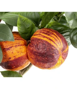 Regenbogen-Orange 'Acrobal' -Gartenbedarf Verkäufe 2024 7623044 WE DE 001 CitrusRegenbogenorangeArcobal