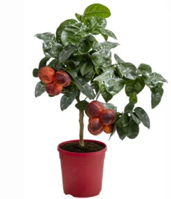 Regenbogen-Orange 'Acrobal' -Gartenbedarf Verkäufe 2024 7623044 WE FS 001 CitrusRegenbogenorangeArcobalT20