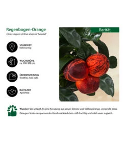 Regenbogen-Orange 'Acrobal' -Gartenbedarf Verkäufe 2024 7623044 WE IG 001 Regenbogen Orange