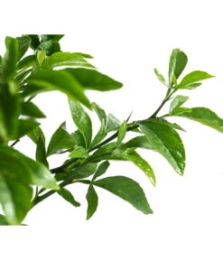 Winterharte Zitrone -Gartenbedarf Verkäufe 2024 7623069 WE DE 002 CitrusPoncirusWinterharteZitroneT20