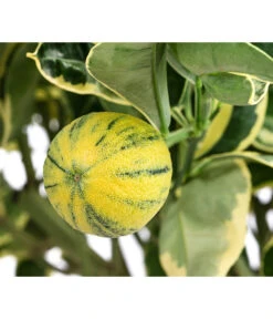 Weißbunte Orange 'Variegata' -Gartenbedarf Verkäufe 2024 7623093 WE DE 001 CitrusWeissbunteOrangeVariegataT20