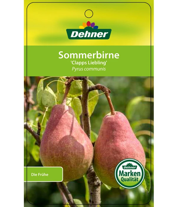 Sommerbirne 'Clapps Liebling' 4 Sommerbirne 'Clapps Liebling' – Bild 2