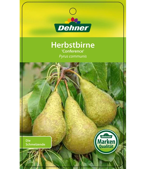 Herbstbirne 'Conference' 9 Herbstbirne 'Conference' – Bild 7