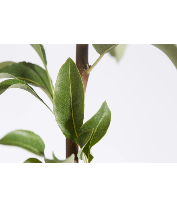 Herbstbirne 'Conference' 8 Herbstbirne 'Conference' – Bild 6