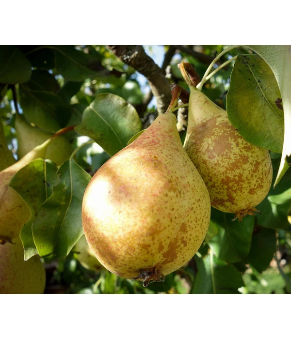 Herbstbirne 'Conference' 3 Herbstbirne 'Conference'