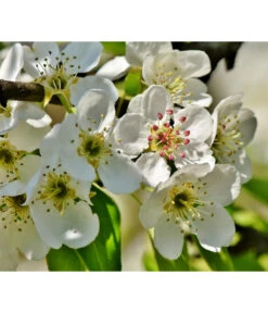 Herbstbirne 'Conference' 12 Herbstbirne 'Conference' -Gartenbedarf Verkäufe 2024 7625908 PR DE 003 PyrusBirneConferenceBluetePixabay