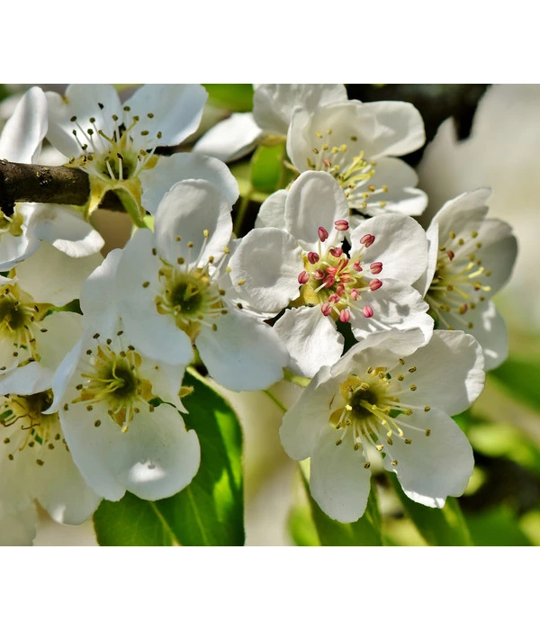 Herbstbirne 'Conference' 5 Herbstbirne 'Conference' – Bild 3