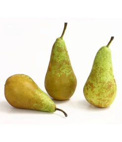 Herbstbirne 'Conference' 13 Herbstbirne 'Conference' -Gartenbedarf Verkäufe 2024 7625908 WE DE 005 BirneConferenceDehnerExpressHerzig