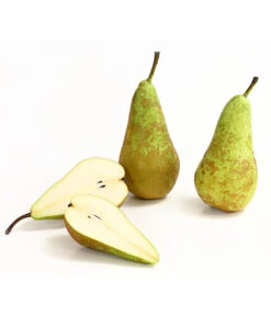 Herbstbirne 'Conference' 14 Herbstbirne 'Conference' -Gartenbedarf Verkäufe 2024 7625908 WE DE 006 BirneConferenceDehnerExpressHerzig