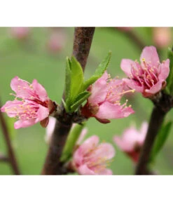 Nektarine 'Crimson Gold' -Gartenbedarf Verkäufe 2024 7626005 PR DE 002 PrunusNektarineCrimsonGoldBluetePixabay