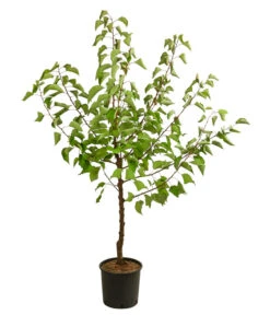 Aprikose 'Compacta' 7 Aprikose 'Compacta' -Gartenbedarf Verkäufe 2024 7626021 WE FS 001 PrunusAprikoseCompacta