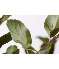 Winterapfel 'Cox Orange' 9 Winterapfel 'Cox Orange' -Gartenbedarf Verkäufe 2024 7626518 PR DE 001 ApfelCoxOrangeMalusBusch95LiterDehnerExpressZS