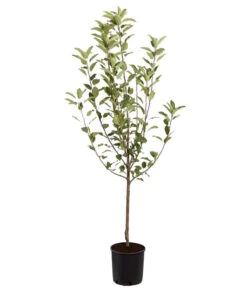 Winterapfel 'Cox Orange' 8 Winterapfel 'Cox Orange' -Gartenbedarf Verkäufe 2024 7626518 PR FS 001 ApfelCoxOrangeMalusBusch95LiterDehnerExpressZS