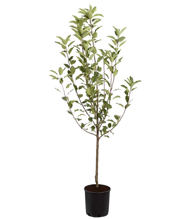 Winterapfel 'Cox Orange' 5 Winterapfel 'Cox Orange' – Bild 3