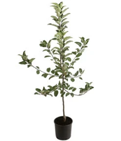 Winterapfel 'Ecolette' (S) -Gartenbedarf Verkäufe 2024 7639016 PR FS 001 MalusApfelEcoletteDehnerExpressHerzig