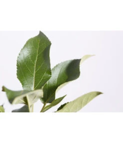 Herbstapfel 'Elstar' -Gartenbedarf Verkäufe 2024 7639164 PR DE 001 ApfelElstarMalusBusch95LiterDehnerExpressZS