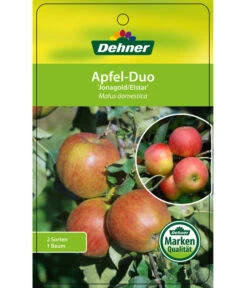 Apfel-Duo 'Jonagold'/'Elstar' 10 Apfel-Duo 'Jonagold'/'Elstar' -Gartenbedarf Verkäufe 2024 7639248 Apfel DuoJonagoldElstar Etikett 1