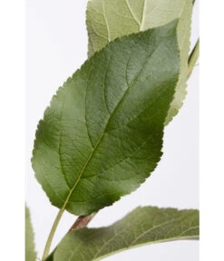 Apfel-Duo 'Jonagold'/'Elstar' 9 Apfel-Duo 'Jonagold'/'Elstar' -Gartenbedarf Verkäufe 2024 7639248 PR DE 001 ApfelElstarJonagoldDuoMalus95LiterDehnerExpressZS