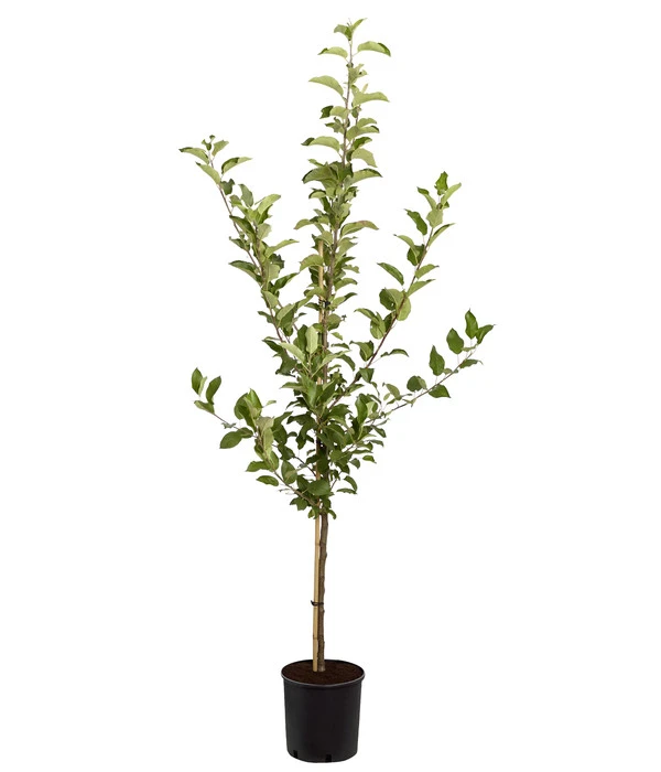 Apfel-Duo 'Jonagold'/'Elstar' 4 Apfel-Duo 'Jonagold'/'Elstar' – Bild 2