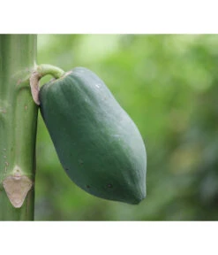 Papaya -Gartenbedarf Verkäufe 2024 7641301 WE DE 001 CaricaPapaya