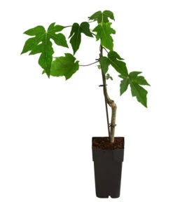 Papaya -Gartenbedarf Verkäufe 2024 7641301 WE FS 002 PapayaExoten