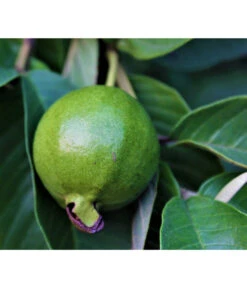 Guave -Gartenbedarf Verkäufe 2024 7641335 WE DE 001 PsidiumGuave