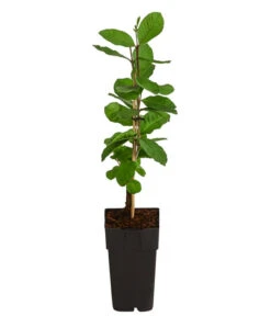 Guave -Gartenbedarf Verkäufe 2024 7641335 WE FS 003 GuaveExoten