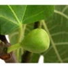 Echte Feige, In Schale -Gartenbedarf Verkäufe 2024 7642838 WE DE 002 FicusFeigehellgruen