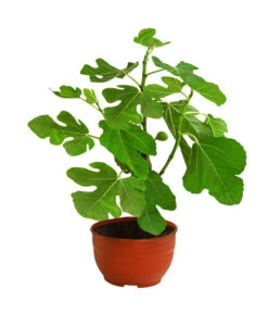 Echte Feige, In Schale -Gartenbedarf Verkäufe 2024 7642838 WE FS 001 FicusFeige