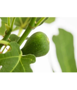 Feige 'Brown Turkey' -Gartenbedarf Verkäufe 2024 7642937 PR DE 001 FicusCaricaFeigeBrownTurkey7 5LDehnerExpressZS 1