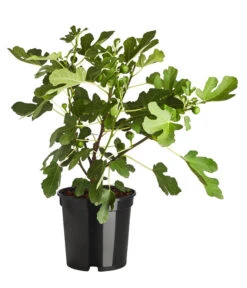 Feige 'Brown Turkey' -Gartenbedarf Verkäufe 2024 7642937 PR FS 001 FicusCaricaFeigeBrownTurkey7 5LDehnerExpressZS