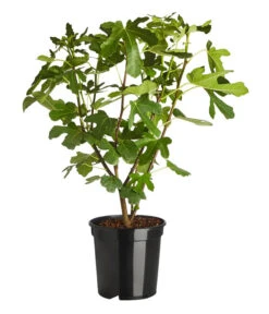 Feige 'Rouge De Bordeaux' -Gartenbedarf Verkäufe 2024 7642945 PR FS 001 FicusRougedeBordeaux7 5LDehnerExpressZS