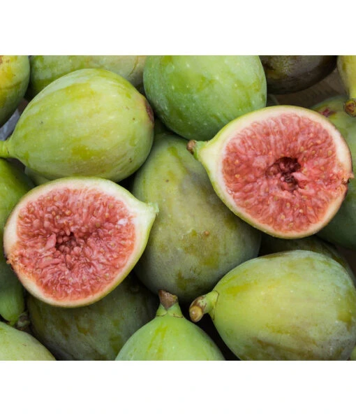 Echte Feige 'Bornholms Diamant' -Gartenbedarf Verkäufe 2024 7642952 WE MO 001 FeigeBornholmsDiamant