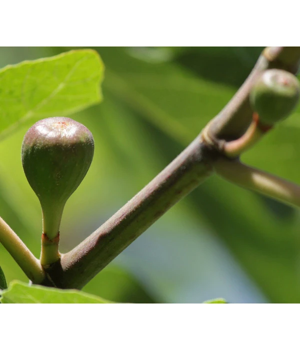 Feige 'Little Miss Figgy®' 3 Feige 'Little Miss Figgy®'