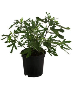 Feige 'Little Miss Figgy®' 6 Feige 'Little Miss Figgy®' -Gartenbedarf Verkäufe 2024 7642986 WE FS 001 FicusFeigeLittleMissFiggyDehnerObstkonzept