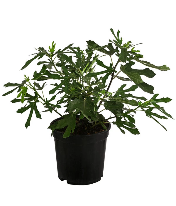 Feige 'Little Miss Figgy®' 4 Feige 'Little Miss Figgy®' – Bild 2