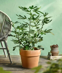 Feige 'Little Miss Figgy®' 7 Feige 'Little Miss Figgy®' -Gartenbedarf Verkäufe 2024 7642986 WE MO 001 FicusFeigeLittleMissFiggyDehnerObstkonzept