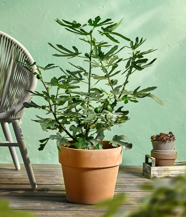 Feige 'Little Miss Figgy®' 5 Feige 'Little Miss Figgy®' – Bild 3