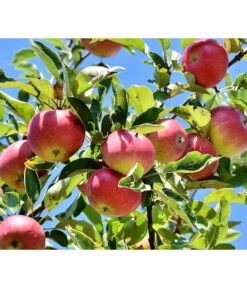 Winterapfel 'Florina' -Gartenbedarf Verkäufe 2024 7644636 PR DE 001 MalusFlorinaApfelPixaba