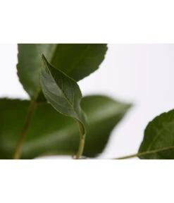 Herbstapfel 'Gala' -Gartenbedarf Verkäufe 2024 7645880 PR DE 001 ApfelGalaBuschMalus95LiterDehnerExpressZS