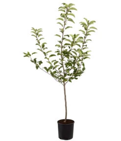 Herbstapfel 'Gala' -Gartenbedarf Verkäufe 2024 7645880 PR FS 001 ApfelGalaBuschMalus95LiterDehnerExpressZS