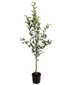 Apfel-Duo 'Gala'/'Elstar' 5 Apfel-Duo 'Gala'/'Elstar' -Gartenbedarf Verkäufe 2024 7645914 WE FS 001 MalusApfelDuoGalaElstar