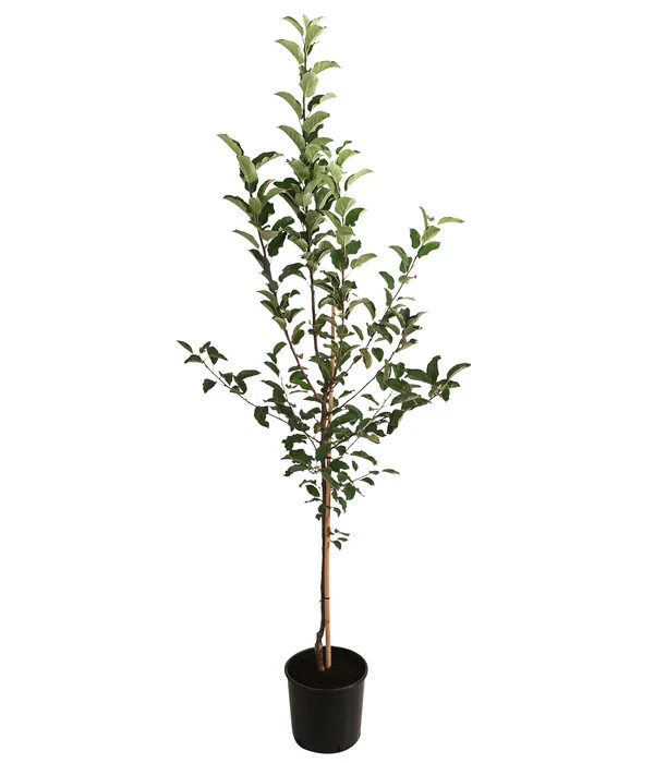 Apfel-Duo 'Gala'/'Elstar' 4 Apfel-Duo 'Gala'/'Elstar' – Bild 2