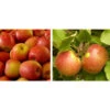 Apfel-Duo 'Gala'/'Elstar' -Gartenbedarf Verkäufe 2024 7645914 WE MO 002 DuoApfelElstarGala