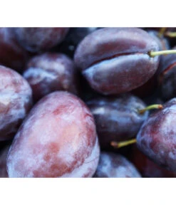 Säulenzwetschge 'Geisenheimer Top' -Gartenbedarf Verkäufe 2024 7647878 WE MO 001 ZwetschgeGeisenheimerTopSaeulePixabay